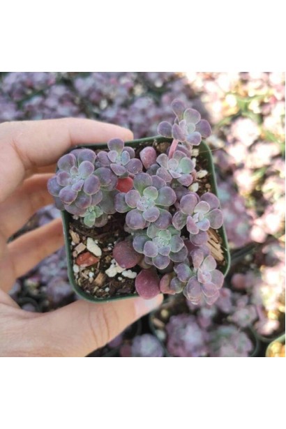 Очиток ложколистий Пурпуреум листя